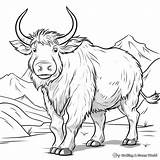 Yak Coloring Pages  Free & Printable sketch template