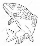 Rainbow Trout Drawing Sketch Coloring Page sketch template