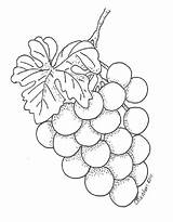 Grapes Coloring Pages Free Printable PDF sketch template