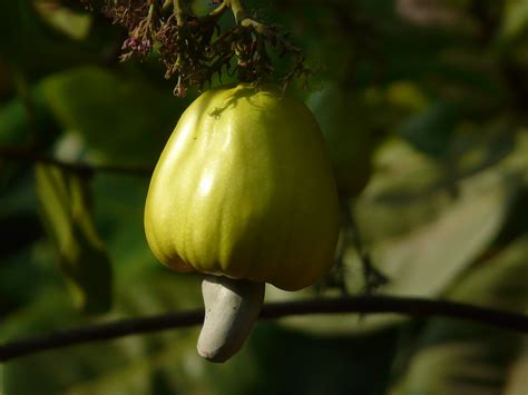 Kaju (Hindi: काजू) | Anacardiaceae (cashew family) » Anacard… | Flickr