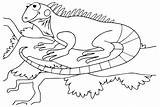 Iguana Coloring Sheet For Preschoolers  Free Printable Pages sketch template