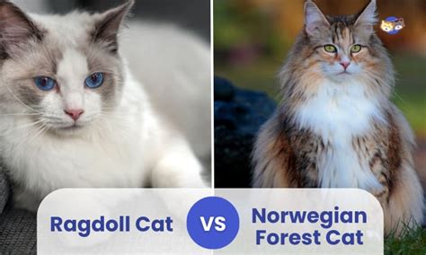 Ragdoll Cat vs Norwegian Forest Cat Comparison