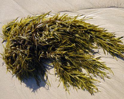 Gardening experts explain the benefits of seaweed fertilizer | Gardeningetc