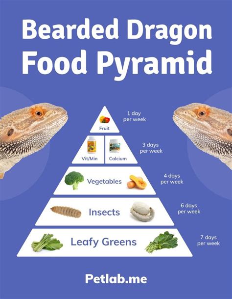 Bearded Dragon Food Pyramid. in 2020 | Bearded dragon food, Bearded ...