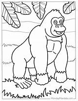 24  Coloring Pages Of Gorillas TaylorKalum sketch template