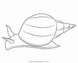 Great Pond Snail Coloring Page For Kids  Free Snails Printable sketch template