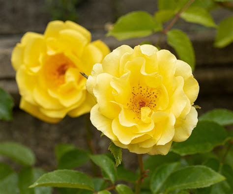 Best climbing roses: 12 romantic plants for scent and color | Homes ...