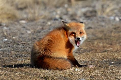 Do Foxes Attack Humans? - Online Field Guide