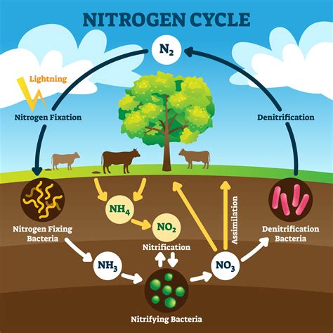 What Is Nitrogen Cycle Diagram Stages Importance Tuto - vrogue.co