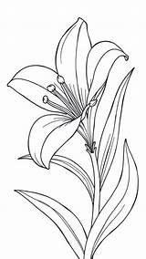 12 Free Printable Easter Lily Coloring Pages For Fun  Christ Hold Fast sketch template