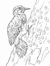 Hairy Woodpecker Coloring Page  Free Printable Pages For Kids sketch template