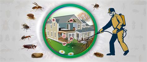 What You Need to Know When Looking for Responsible Pest Control Services