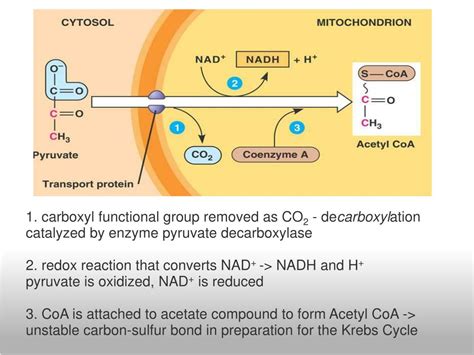 Pyruvate Oxidation Metabollic Process | My XXX Hot Girl