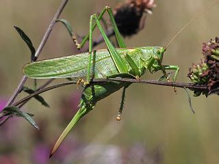 Great Green Bush-cricket | Female, Tettigonia viridissima - … | Flickr