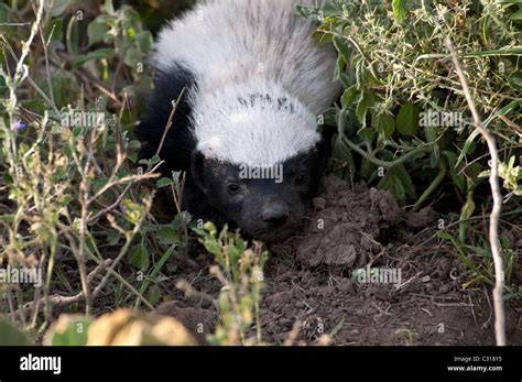 Honey badger hi-res stock photography and images - Alamy