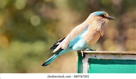 67 Neelkanth bird Images, Stock Photos & Vectors | Shutterstock