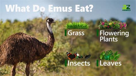 What Do Emus Eat? 15 Foods in Their Diet - A-Z Animals