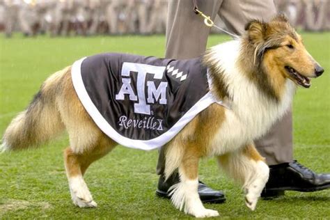 Reveille X officially debuts as Texas A&M's new mascot at Final Review