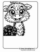 13 Emu Coloring Pages  Free Printable sketch template