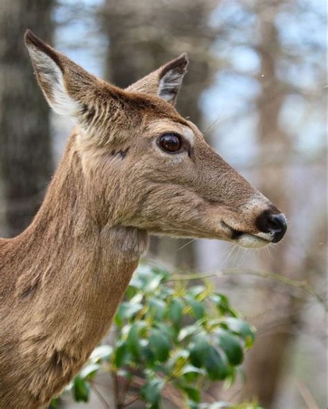 Shenandoah National Park Wildlife Viewing | The National Parks Experience