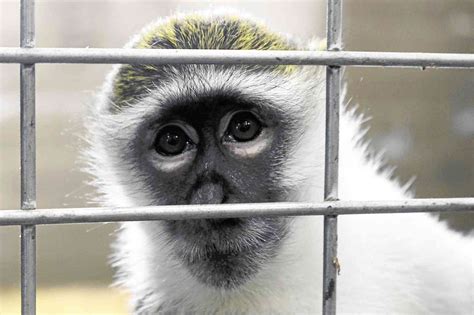 Even lab monkeys need retirement funds | Inquirer Technology