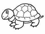 Tortoise Free Printable coloring Page  Download Print Or Color Online sketch template