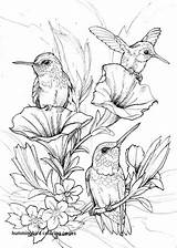 Hummingbird Kids Coloring Page Pages sketch template