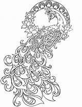 Beautiful Peacock Printable coloring Page  Download Print Or Color sketch template