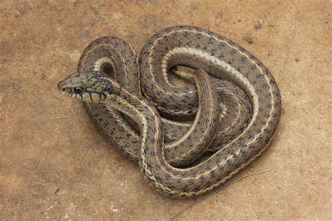 Terrestrial Gartersnake (Thamnophis elegans) - Amphibians and Reptiles of South Dakota