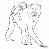 Mohter And Baby Baboon coloring Page  Free Printable Coloring Pages sketch template