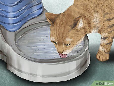 How to Treat a Poisoned Cat: 13 Steps (with Pictures) - wikiHow