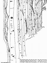 Birch Tree Printable  Free Templates sketch template