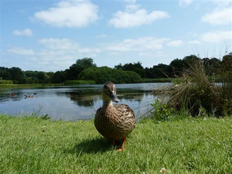 Duck Drake Free Stock Photo - Public Domain Pictures