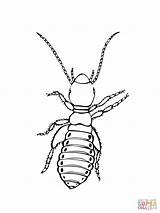 Silverfish Coloring Pages sketch template