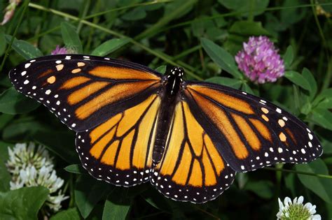 Where Are The Monarch Butterflies Now 2024 - Rois Vivien