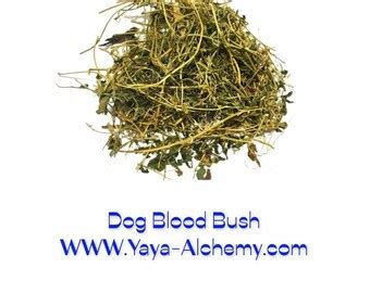 Jamaican Dog Blood Bush Fertility Tea Yoni Herb - Etsy UK