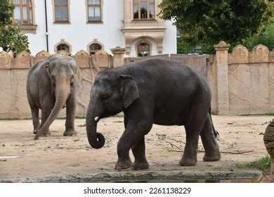 437 Elephant Prison Images, Stock Photos, 3D objects, & Vectors | Shutterstock