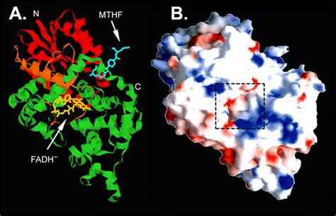 Structure and Function of Photolyase and in Vivo Enzymology: 50th ...