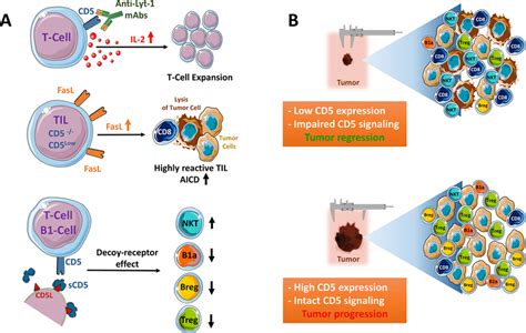 Involvement of CD5 in the modulation of the anti-tumor immune response ...