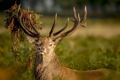 The Red Deer | Fiadh Ruadh (Gaelic) - Argyll Cruising