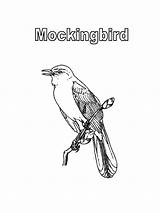 Mockingbird coloring Page sketch template