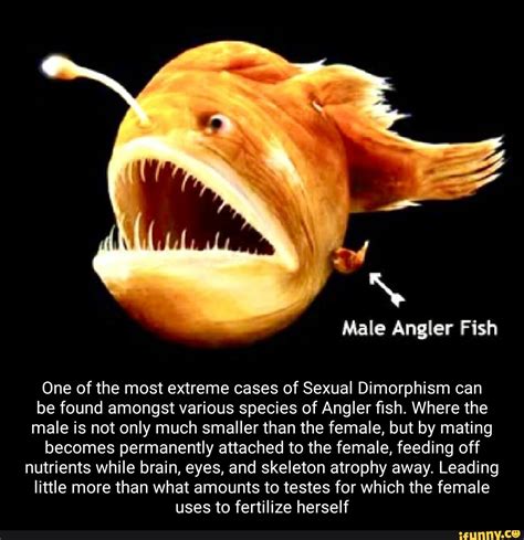 Male Angler Fish One of the most extreme cases of Sexual Dimorphism can ...