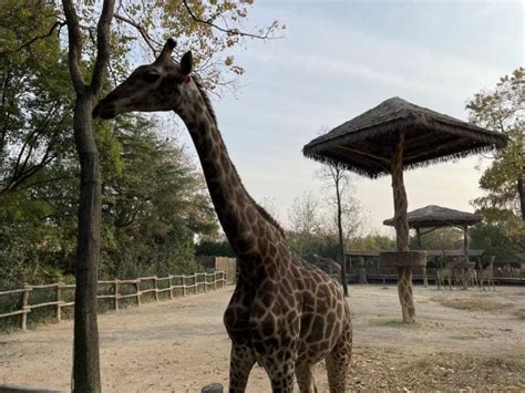 Shanghai Wild Animal Park - Amusement Parks, Parks, Theme Parks, Shanghai | SmartShanghai