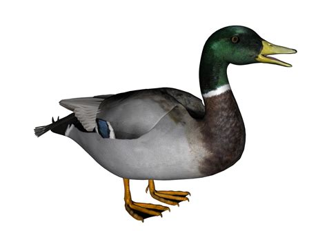 Duck PNG Transparent Images | PNG All