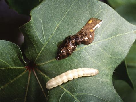 How a virus turns a caterpillar into a zombie | Science | AAAS