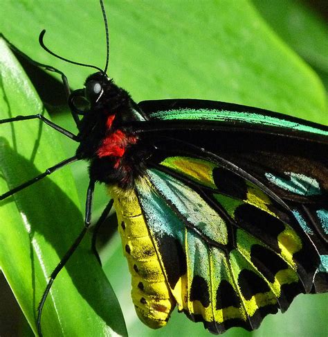 Colors Of The Cairns Birdwing Butterfly Photograph by Margaret Saheed