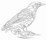 Ravens Coloring Pages  Free Printable For Kids sketch template