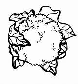 Cauliflower Coloring Pages  Free Printable For Kids sketch template