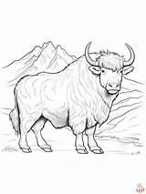 Coloring Yak Pages Cow Highland Kids Colouring Clipart Voluminous Large  sketch template