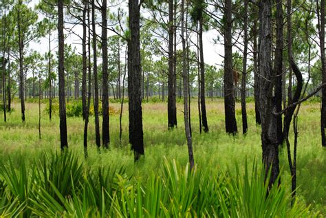 Field Notes and Photos: Babcock-Webb Wildlife Management Area: Flatwoods & Wetlands